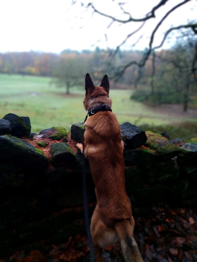 Malinois in the countryside
