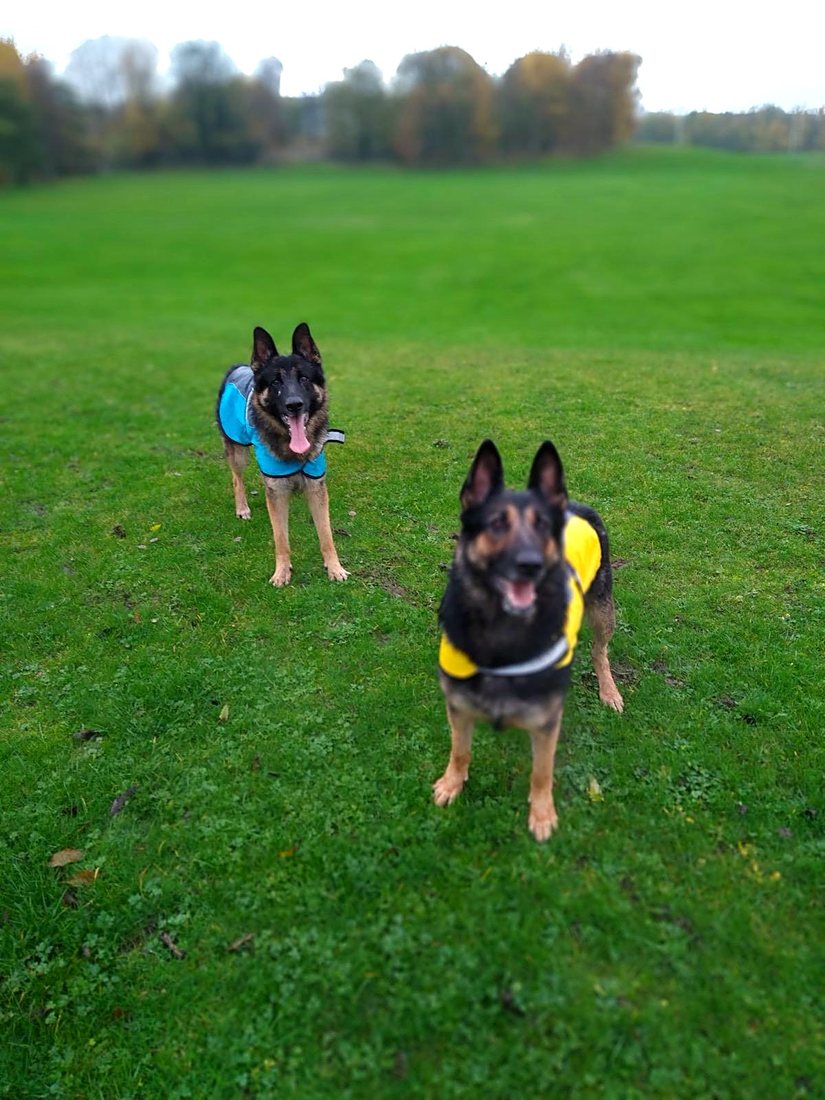 Two shepherds enjoying the park