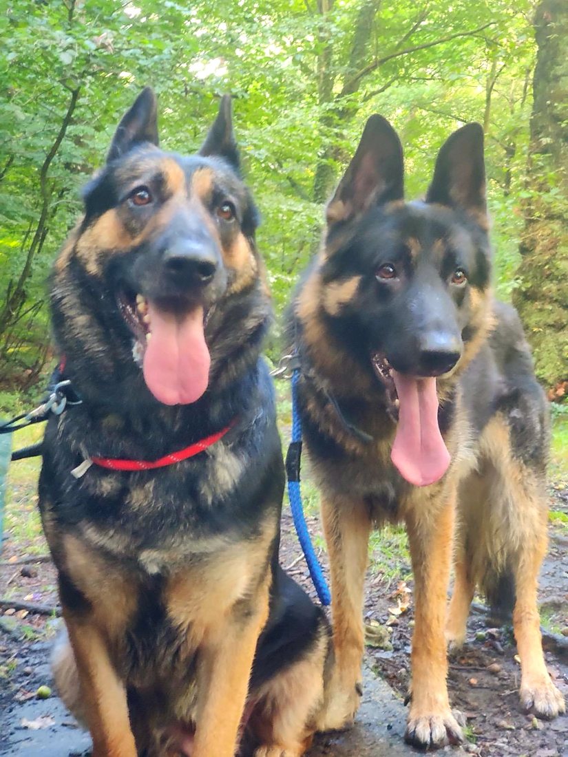 Two shepherds on a woodland walk