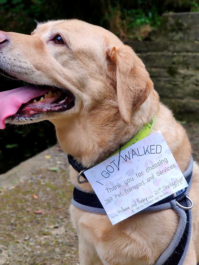 Happy labrador