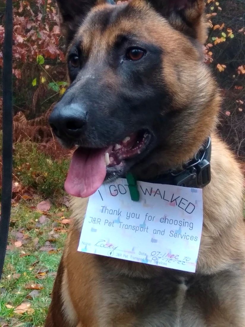 Malinois on an autumn walk
