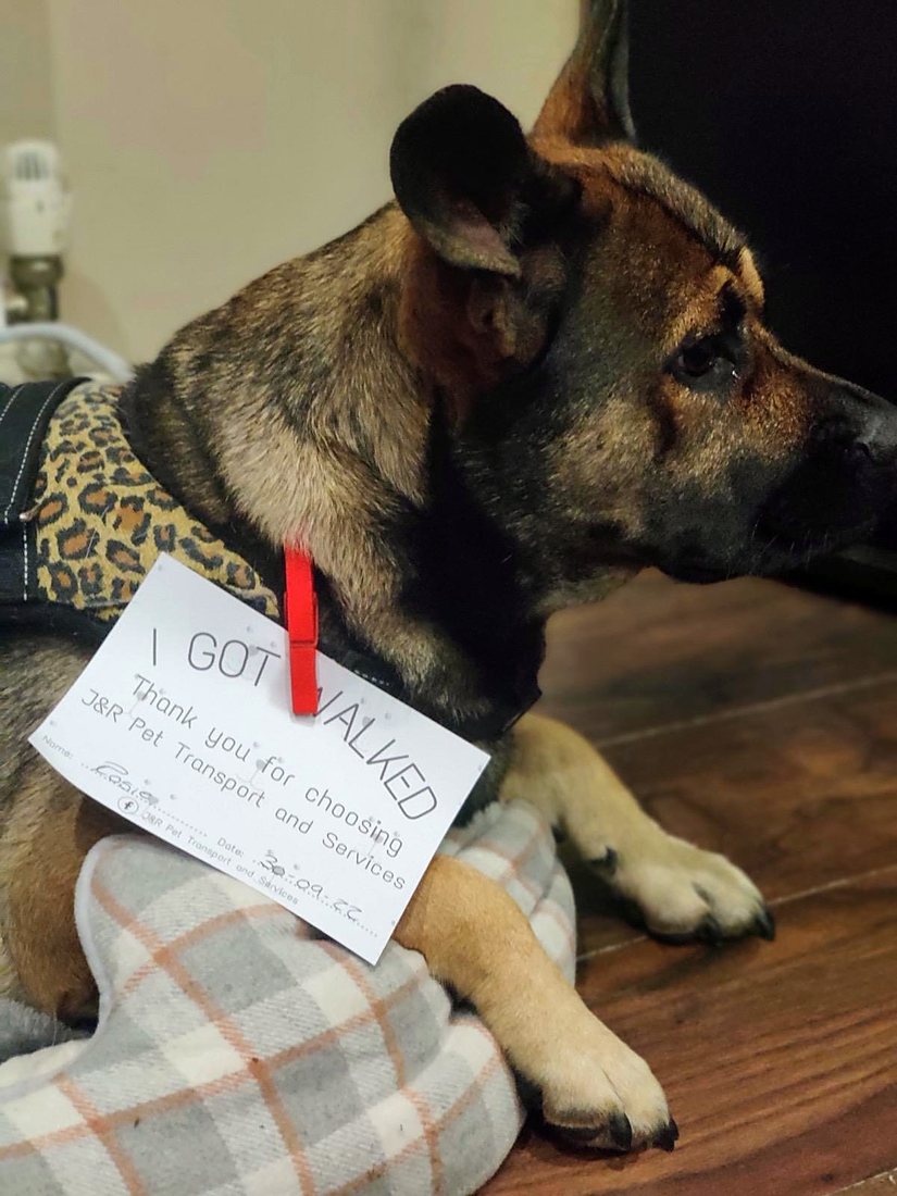 Dog resting at home after a walk