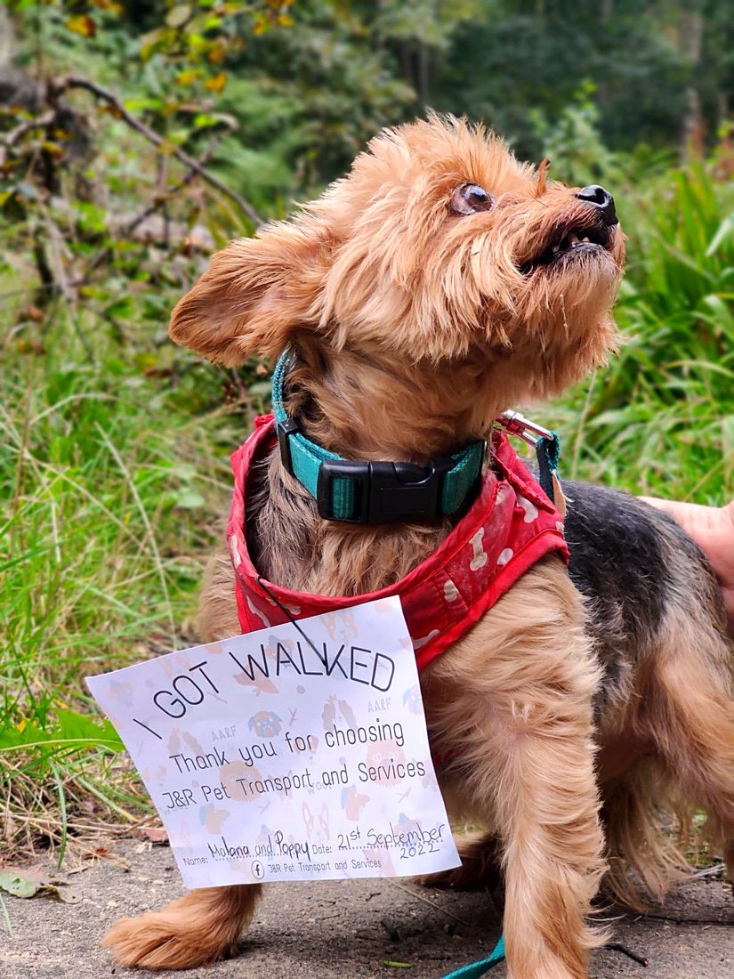Small terrier after a walk